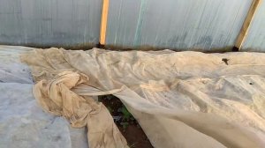 КЛУБНИКА В ТЕПЛИЦЕ 26.03.2018 Выдвижение цветоноса