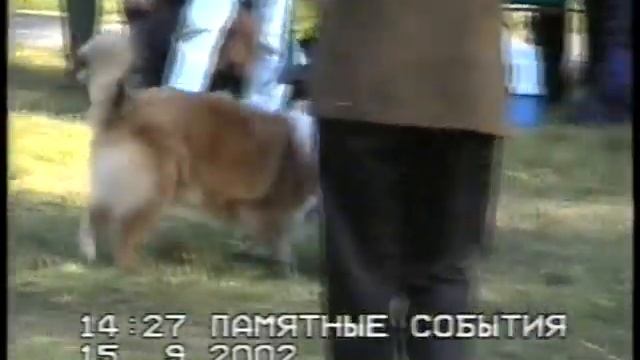 15.09.2002 г., г. Пермь, экс. Щепетова. Шелти и колли смотреть онлайн