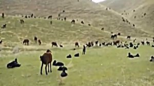 Овцы гиссарский породы Ходжи Мирзокарима