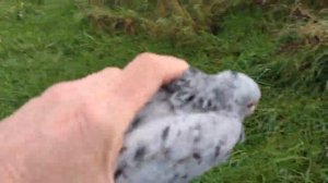 После линьки пробую гонять голубей. 01.11.2023