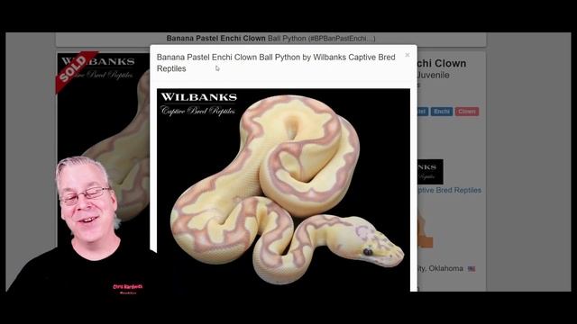 The Top 12 Ball Python Morphs Under $100