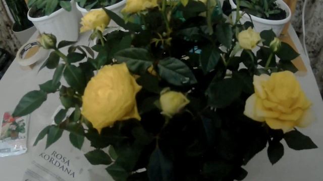 Роза Кордана. Поздняя высадка в грунт осенью. Приобретаем опыт. смотреть онлайн