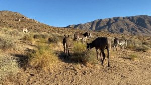 Baby Donkey at the Geologist Cabin, Death Valley