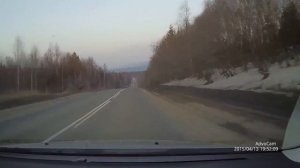 Медведь на трассе М55