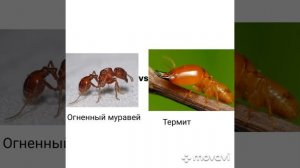 Термит конечно сильный, но не против последних 4 муравьёв.#битва.#термит.#муравей.