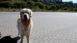 Голден Ретривер | Золотистый Ретривер Гуляет | Аслан 2 года