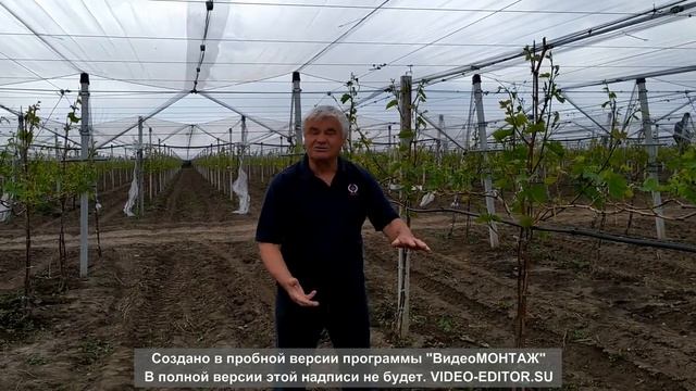 Система опор, орошения и защиты от града столового винограда