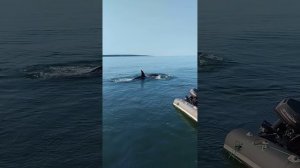 Касатки Камчатка начало сентября 2023г. МРС-150-87(выложено 26 февраля 2024 г.)