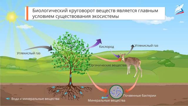 Свойство и развитие экосистем