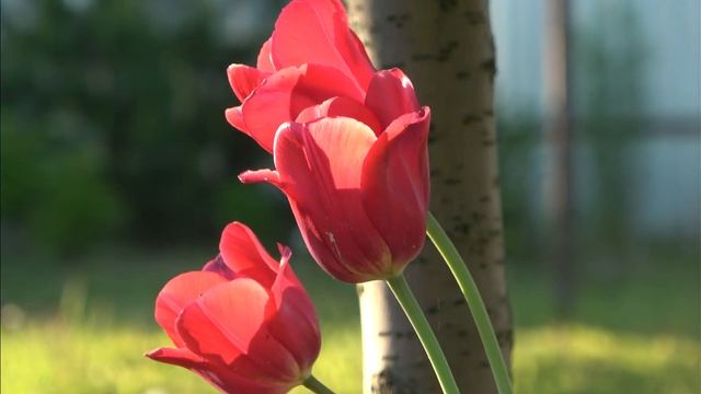 Топ лучших весенних цветов! Садовые цветы мая. 4К.