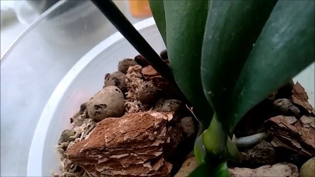 Стоп-лист? ЛАС ВЕГАС справился! // Посмотрю, что будет с ЛЕМПА . смотреть онлайн