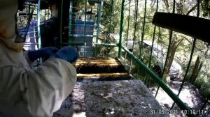 Мощный взяток мёда Белой Акации закончился.Рамки не запечатаны,качать мёд или нет?