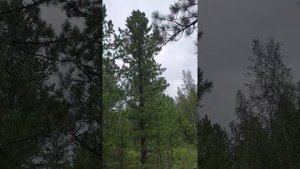 Как сбить кедровую шишку