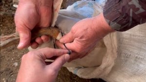 ВЗВЕШИВАЕМ СЕЛЕЗНЕЙ! Индоутки Гримо в нашем хозяйстве. Вес радует! Отобрали на племя! ? #индоутка