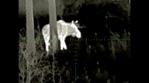 Охота с вышки. Трофейный лось!