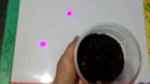 Фисташка Настоящая (Морозостойкая)