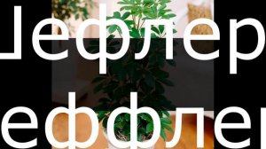 СТРЕЛЕЦ / Какие комнатные цветы подходят по знаку ЗОДИАКА? / Галерея Цветов / Flower Gallery