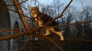 Дерево Льва