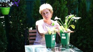 Хоста ? Посадка ✅ Уход ✔️ Многолетники