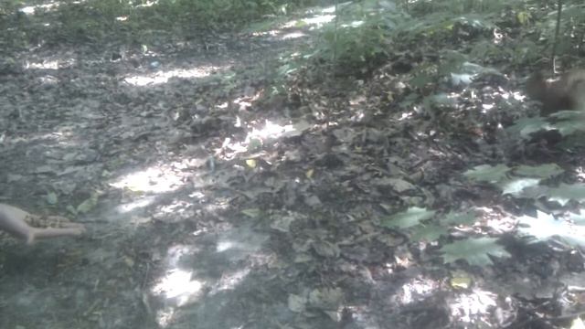 Глупая и пугливая белка осталась голодная смотреть онлайн