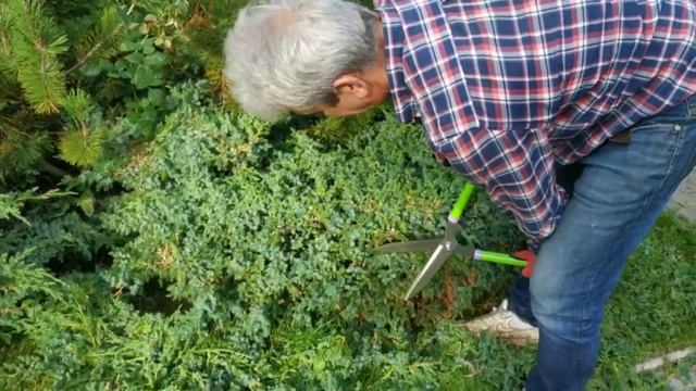 Не переплачивайте за садовые инструменты / Бюджетные садовые ножницы и сикаторы смотреть онлайн