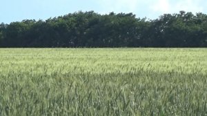 Футаж, поле пшеницы