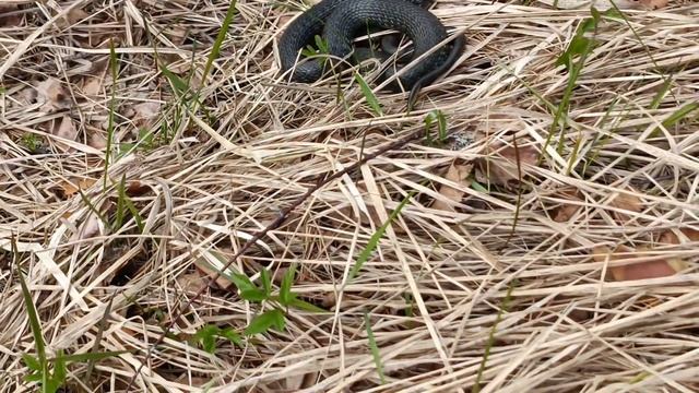 Ужи и гадюки . смотреть онлайн