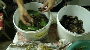 Засолка чёрных груздей 2016 г..