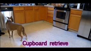 АМЕРИКАНСКИЙ (американский) ПИТБУЛЬ ЗАЖИГАЕТ.дрессировка и воспитание собак.