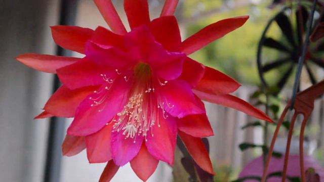 Epiphyllum from Poot's Cactus смотреть онлайн