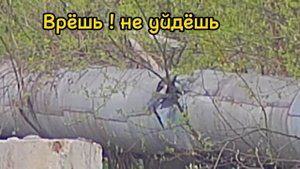 Кроухантинг : Нарезки из рейдов , отчёты и итоги ( тест пули квинтор флеш ) Crowhunting 2023 г.