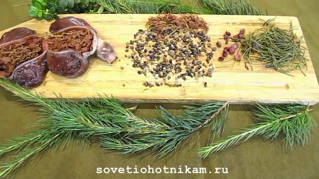 Никогда не выбрасывайте желудок глухаря! смотреть онлайн