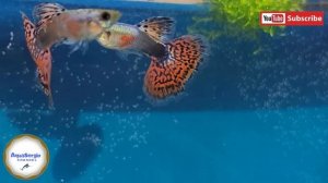 гвоздика гуппи у нас и red mosaic guppy у них