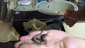 ЕДИМ ОГРОМНЫХ ЧЕРВЕЙ ВЫПОЛЗКОВ. Рецепт выживания.