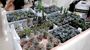 Выставка комнатных цветов