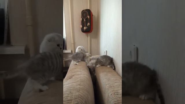 Шотландские котята играются.