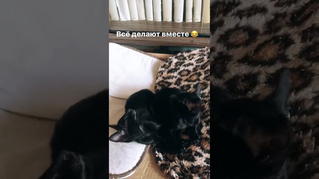 Ориентальные котята смотреть онлайн