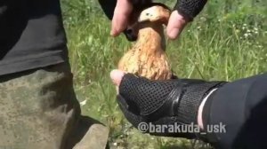 Дожили до ,,,чтоб набрать грибов,нужно у чиновников получить "Лицензию на сбор грибов"!!!??????