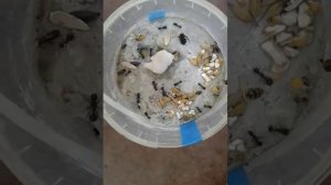 Муравьи против паука