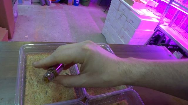 Наборы для выращивания микрозелени. смотреть онлайн