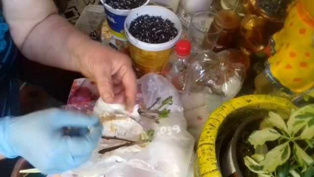 эффективный метод укоренения черенков актинидии,инжира,винограда