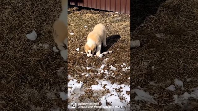 Алабай щенки 2,5 месяца щенки среднеазиатской овчарки питомник #таежныйталисман #щенкиалабая #алаба