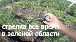 Помидор в теплице. Сигнора - Садовое - серия 5. Здоровая почва залог успеха. Сигнора, Порпора Esase