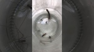 Jar full of “bugs”: centipede vs earwig vs spiders vs ant