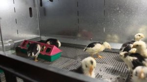 ИСТОЧНИКИ НАТУРАЛЬНЫХ ВИТАМИНОВ ДЛЯ ЦЫПЛЯТ.