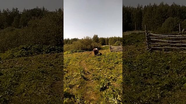 Наша айширская коровка) #корова #айширская #молоко #ферма смотреть онлайн