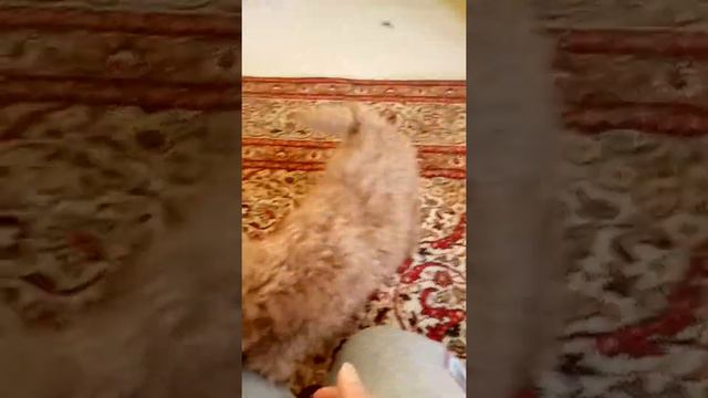 Девочка Пудель смотреть онлайн