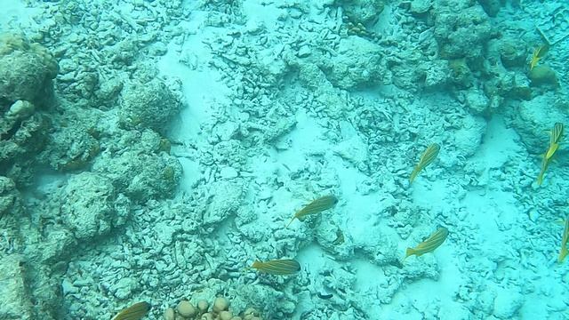 Съемка под водой в 4К. Мальдивы красивая стайка рыб. GoPro9