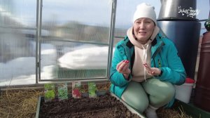 КАК ЛУЧШЕ ПОСЕЯТЬ БАЗИЛИК НА РАССАДУ ДЛЯ ПЕРВОГО УРОЖАЯ В ТЕПЛИЦЕ