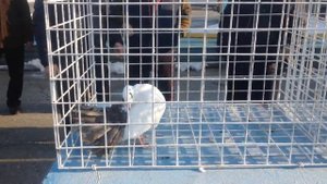 Ярмарка голубей Казахстан   3 часть.